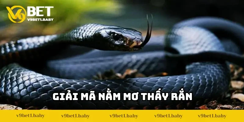 nằm mơ thấy rắn
